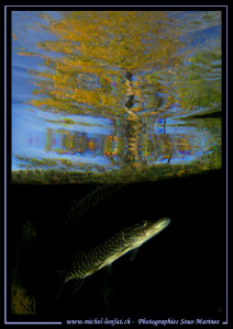 Young Pike Fish close to the surface... Que du bonheur...... by Michel Lonfat 